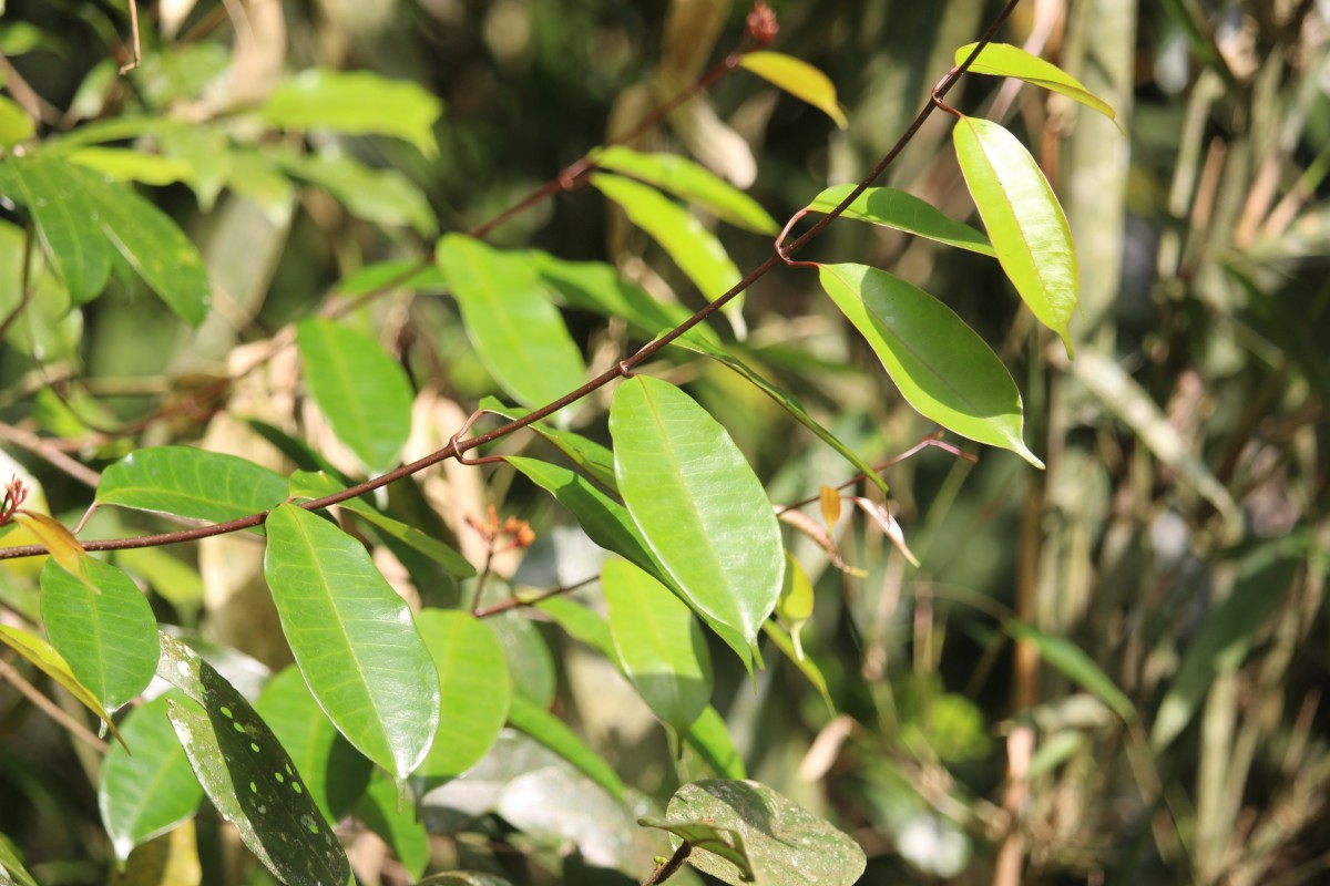 Cleghornia acuminata Wight